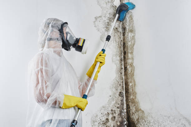 Best Attic Mold Removal  in Grottoes, VA