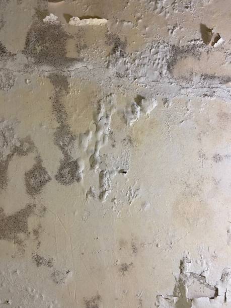 Best Crawl Space Mold Removal  in Grottoes, VA