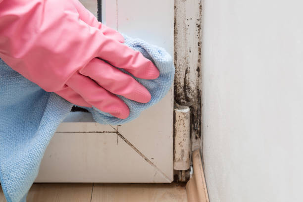 Best Professional Mold Removal  in Grottoes, VA