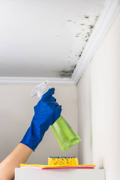 Best Certified Mold Removal  in Grottoes, VA
